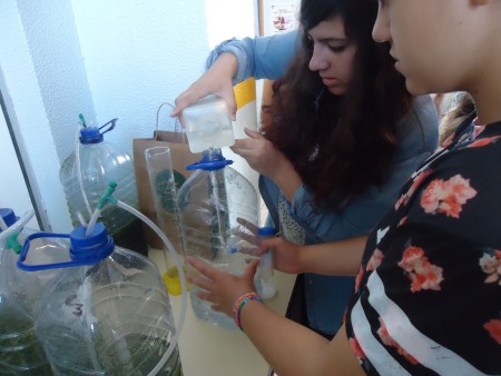 Colocação das amostras de água nos fotobiorreatores recicláveis (garrafões)